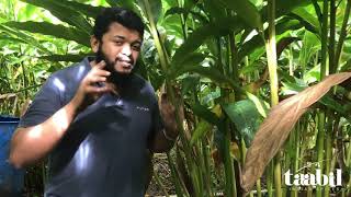 Organic cardamom farm in Kerala [upl. by Madancy]