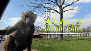 Visiting Knowsley Safari Park [upl. by Nygem]