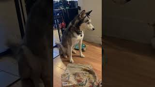 Siberian huskies howling for attention first thing in the morning bandit and Ruger my alarm clocks [upl. by Flip]