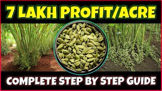 Ultimate Guide to Cardamom Elaichi Farming  Complete Cultivation Tips [upl. by Eilssel]