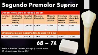 Tallado de Dientes en Jabón Plantillas para Técnica de Tallado quotBCPquot [upl. by Lenhard]