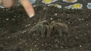 Pet Tarantula Care  Handling Tarantulas [upl. by Delaney173]