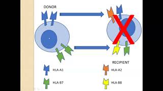 Delayed Transfusion Reactions and Transfusion Reaction Workup [upl. by Wicks]