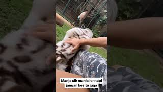 leeen manja banget kamu harimauputih selen [upl. by Weissberg403]