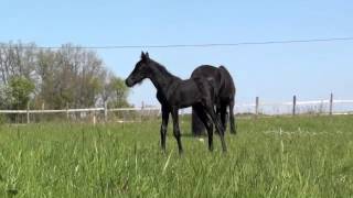 Petite poulichette Des Brumières arabo frison X Barock Pinto [upl. by Lamraj]