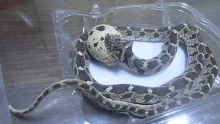 Egg Eater Snake Care Dasypeltis Scabra ثعبان أكل البيض  الفارغة [upl. by Gracye443]