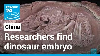 Researchers find dinosaur embryo laid around 66 million years ago in China • FRANCE 24 English [upl. by Gesner29]