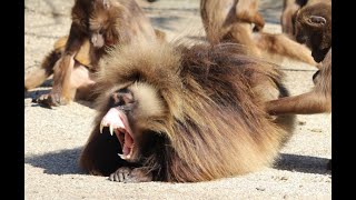 Le bâillement est contagieux chez les singes géladas aussi [upl. by Meid111]