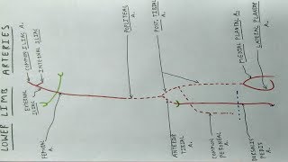 Lower Limb Arteries  Part 1  Femoral Popliteal Tibial Artery  TCML [upl. by Nevla]