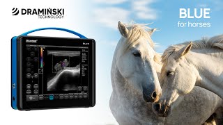 DRAMIŃSKI BLUE The stateoftheart portable ultrasound scanner for horse diagnosing [upl. by Tersina487]