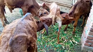 Cute Animals  three calves are drinking goat milk 🤩😋 [upl. by Olram]