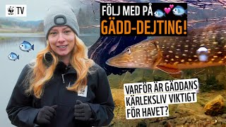 Följ med på gädddejting 🐟💕🐟 Varför är gäddans kärleksliv livsviktigt för haven  WWF TV [upl. by Baiel]