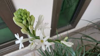 How to Grow Tuberose from Bulb with Start to End Updates  Polianthes Tuberosa [upl. by Ennaxxor912]