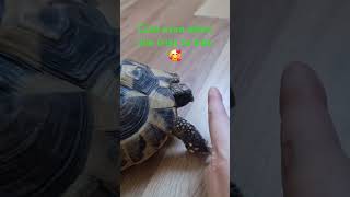 Cute tortoise tries to bite 🥰 🐢❤️🐢❤️tortoise reptiles pet bite nature [upl. by Niuqram6]