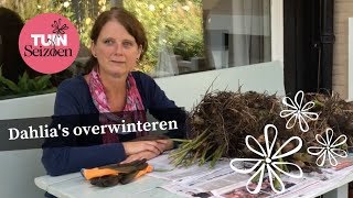 Dahlia’s overwinteren  Tuinseizoen [upl. by Ab]