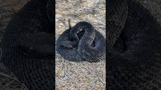 The Rarest Snake I’ve Ever Found Melanistic Canebrake Rattlesnake [upl. by Deehsar355]