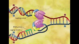 DNA Replication 3D Animation [upl. by Aneeuqal]