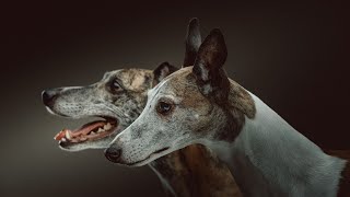 Unleashing the Scent Tracking Power of the Whippet [upl. by Nivlem]