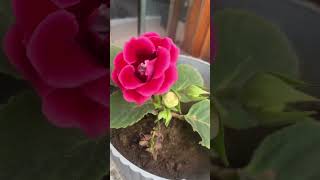 Gloxinia Plants naturephotography floweringplant trendingplants beautifulflowerplant [upl. by Ardeid]