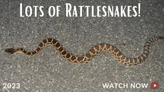 Rattlesnakes All Over Road Cruising for Snakes in Summer [upl. by Nlyak]