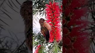 Colibrí pichón Amazilia ventrirrufa aprendiendo a volar y alimentarse amazilia trochilidae [upl. by Yhtamit]