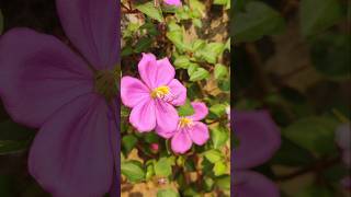 Melastoma malabathricum  ದೊಡ್ಡ ನೆಕ್ಕರೆ flower nature natureandhisbeautifulthings flower [upl. by Ahtamas]