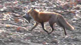 FOX CATCHES SQUIRREL [upl. by Fortune]