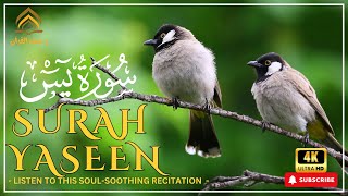 SOOTHING RECITATION OF 𝐒𝐔𝐑𝐀𝐇 𝐘𝐀𝐒𝐄𝐄𝐍 𝐘𝐀𝐒𝐈𝐍 سورة يسRahmat AlQuran surahyaseen surah surahyasin [upl. by Anairuy]