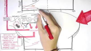 Female Reproductive System  Menstrual Cycle Hormones and Regulation [upl. by Aihsenat]