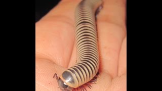 Chicobolus SpinigerusFlorida Ivory Millipedes [upl. by Eda45]