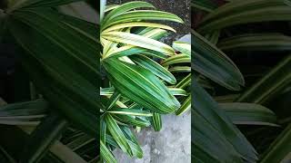 Rhapis Palm Variegated zonazchannel [upl. by Rhys737]