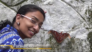 Worlds largest moth Attacus atlas [upl. by Fania13]