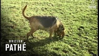 Training Bloodhounds 1961 [upl. by Thin260]