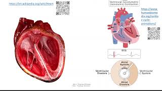 Herz 3 Herzzyklus  Systole und Diastole [upl. by Voltmer234]