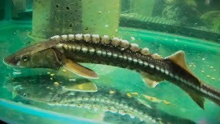 Internal parasites Praziquantel  metronidazole treatment via feed for withering white sturgeon [upl. by Benedix]