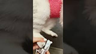 How to trim your cat clawn [upl. by Aubigny]