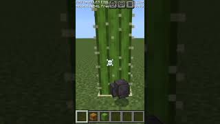 remix funk cactus😆😆😆 memes funnyshorts [upl. by Latsyrhk]