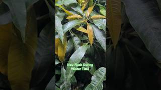 This mango tree loves to grow during winter time gardening [upl. by Asseneg372]