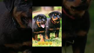 Dog stunt shortfeed india youtubeshorts shorts love cute 😊😊😊😊🙂👍👍👍🙏🙏🙏🥰 [upl. by Budwig]