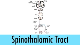 Neurological Pathways 01 Spinothalamic Tract [upl. by Laina]