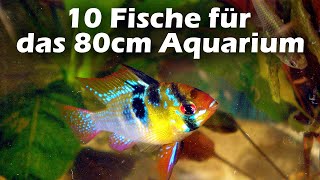 10 Fische für das 80cm Aquarium 136 [upl. by Nek440]