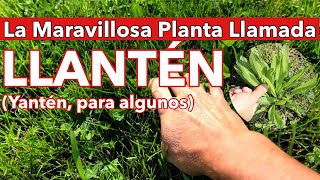 El Llantén Una Maravilla de la Naturaleza PlantagoYantén redreivindicandohierbassilvestres [upl. by Lucania469]