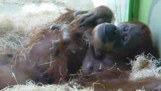 Orang Utan Baby Munich Zoo  Tierpark Hellabrunn [upl. by Llenyr]