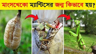 ম্যান্টিসের জীবনচক্র  যেভাবে মাংস খেকো ম্যান্টিসের জন্ম হয়  Life Cycle Of Mantis In Bangla [upl. by Nylrebma]