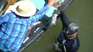 Puente de Santiago Ixcuintla DIVING SPEAR FISHING SNOOK RIVER BOAT [upl. by Binny]