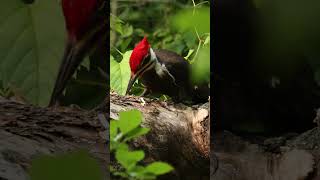 Pileated Woodpecker Pecking wildlife pileatedwoodpecker woodpecker [upl. by Violante]