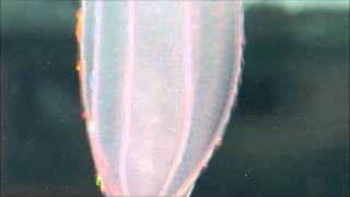 Fascinating ctenophores [upl. by Metzgar522]