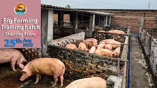 Pig Farm Training Starting From 25 Aug 23  Saharanpur Uttar Pradesh 9058705146 [upl. by Malley]