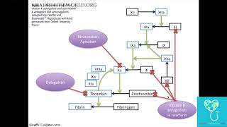 Intracerebral Hemorrhage Part 4  Health4TheWorld Academy [upl. by Walden184]