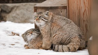 Pallass cats Zelenogorsk and Mia breeding season 💕 [upl. by Nebur]